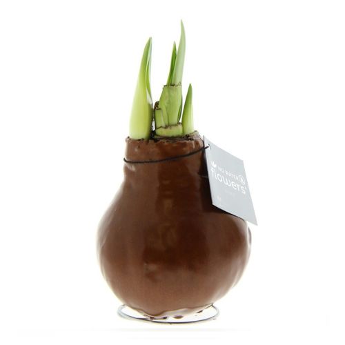 Amaryllis bulb in gift box - Image 12